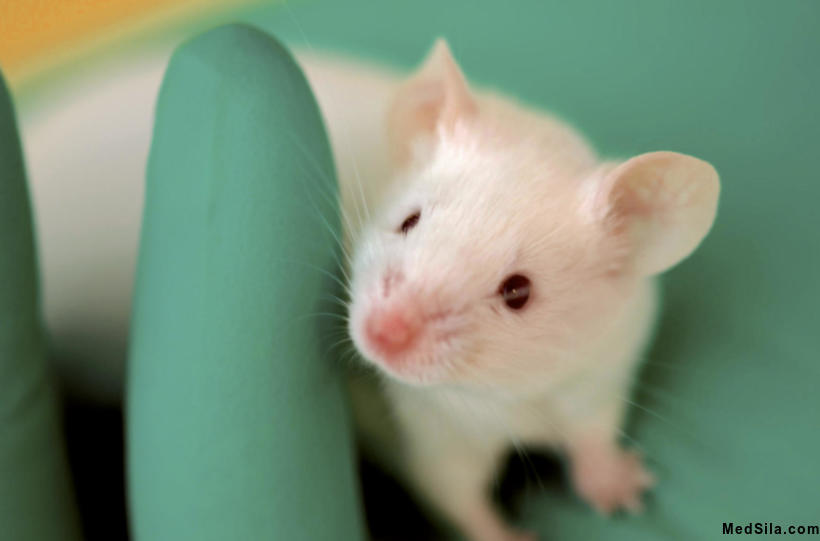 Лабораторная крыса